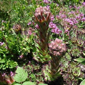 Photographie n°256076 du taxon Sempervivum tectorum L.