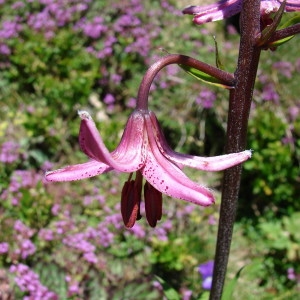 Photographie n°256078 du taxon Lilium martagon L.