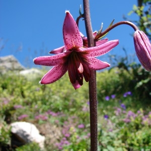 Photographie n°256079 du taxon Lilium martagon L.