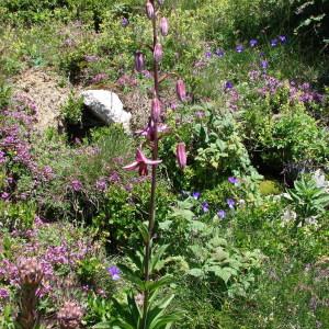 Photographie n°256080 du taxon Lilium martagon L.