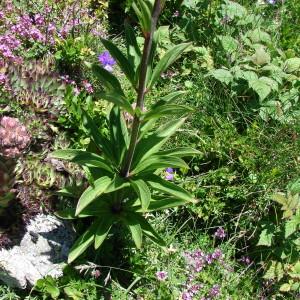 Photographie n°256081 du taxon Lilium martagon L.