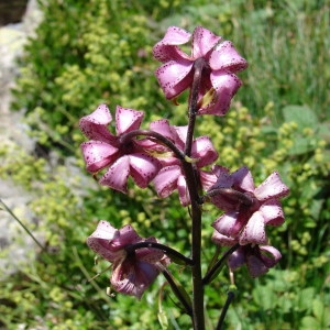 Photographie n°256083 du taxon Lilium martagon L.