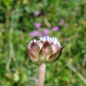 Jasione perennis var. pygmaea Gren. & Godr. (Jasione lisse)