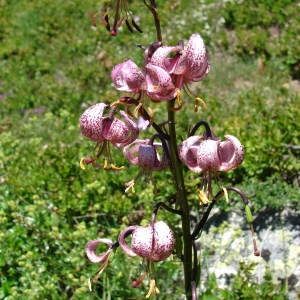 Photographie n°256104 du taxon Lilium martagon L.