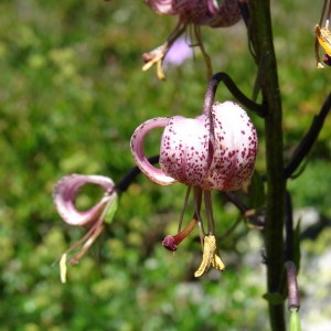 Photographie n°256105 du taxon Lilium martagon L.