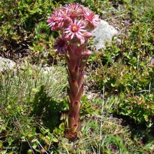 Photographie n°256106 du taxon Sempervivum tectorum L.