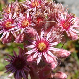 Photographie n°256107 du taxon Sempervivum tectorum L.