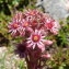  Paul Fabre - Sempervivum tectorum L.