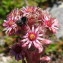  Paul Fabre - Sempervivum tectorum L.