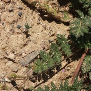 Photographie n°256132 du taxon Erodium moschatum (L.) L'Hér.