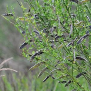 Photographie n°256152 du taxon Cytisus scoparius (L.) Link [1822]