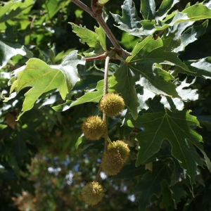 Photographie n°256162 du taxon Platanus orientalis L. [1753]