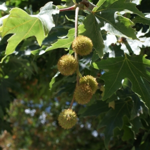 Photographie n°256163 du taxon Platanus orientalis L. [1753]