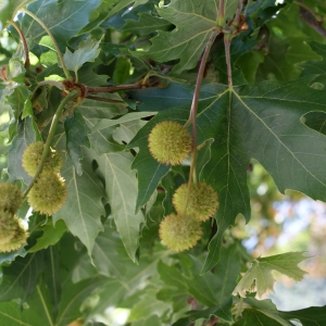 Photographie n°256164 du taxon Platanus orientalis L. [1753]