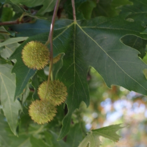 Photographie n°256165 du taxon Platanus orientalis L. [1753]