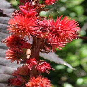 Photographie n°256194 du taxon Ricinus communis L. [1753]