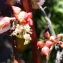  Liliane Roubaudi - Ricinus communis L. [1753]