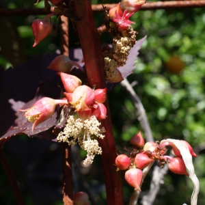 Ricinus spectabilis Blume (Ricin)