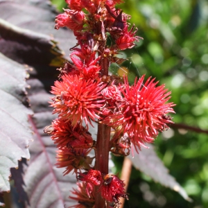 Photographie n°256201 du taxon Ricinus communis L. [1753]