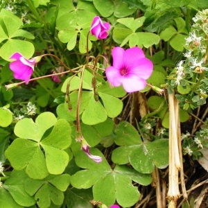 Photographie n°256208 du taxon Oxalis articulata subsp. articulata