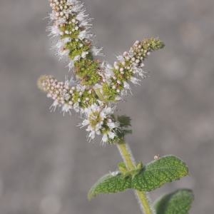 Photographie n°256212 du taxon Mentha suaveolens Ehrh. [1792]