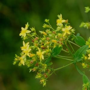 Photographie n°256222 du taxon Hypericum tetrapterum Fr. [1823]