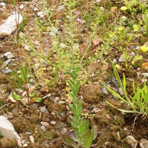 Photographie n°256251 du taxon Lepidium campestre (L.) R.Br. [1812]