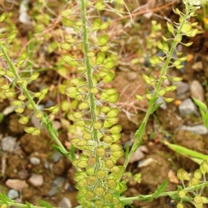 Photographie n°256252 du taxon Lepidium campestre (L.) R.Br. [1812]