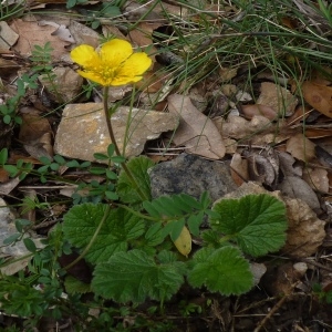 Photographie n°256292 du taxon Geum sylvaticum Pourr. [1788]