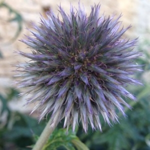 Photographie n°256312 du taxon Echinops ritro L. [1753]