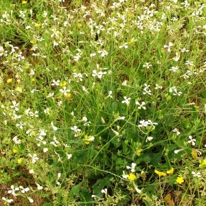 Photographie n°256314 du taxon Raphanus raphanistrum subsp. raphanistrum