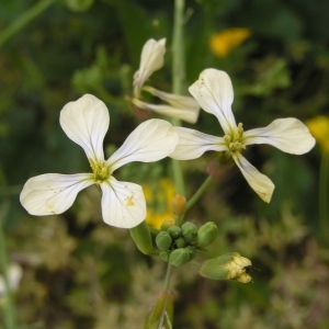 Photographie n°256315 du taxon Raphanus raphanistrum subsp. raphanistrum