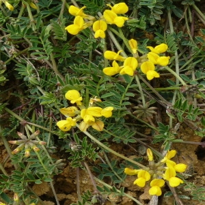 Photographie n°256345 du taxon Hippocrepis comosa L. [1753]