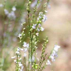 Photographie n°256357 du taxon Lamiaceae