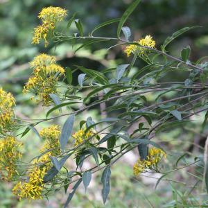 Photographie n°256360 du taxon Senecio L. [1753]