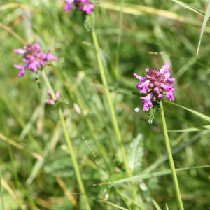 Photographie n°256362 du taxon Lamiaceae