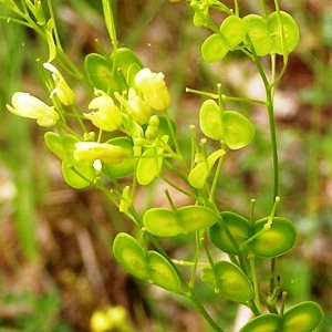 Photographie n°256365 du taxon Biscutella laevigata subsp. laevigata