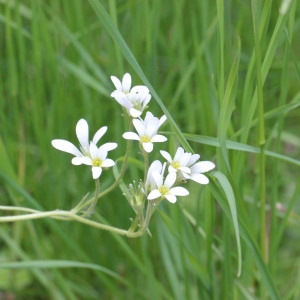 Photographie n°256370 du taxon Caryophyllaceae