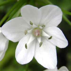 Photographie n°256381 du taxon Allium neapolitanum Cirillo [1788]