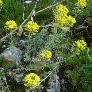 Photographie n°256382 du taxon Alyssum montanum L. [1753]