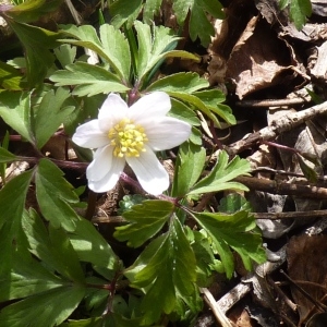 Photographie n°256388 du taxon Anemone nemorosa L.