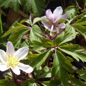 Photographie n°256389 du taxon Anemone nemorosa L.