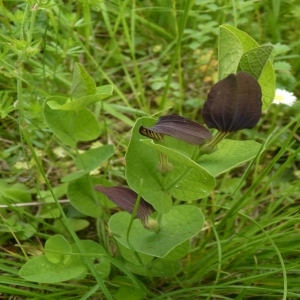 Photographie n°256393 du taxon Aristolochia rotunda L. [1753]