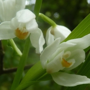  - Cephalanthera longifolia (L.) Fritsch