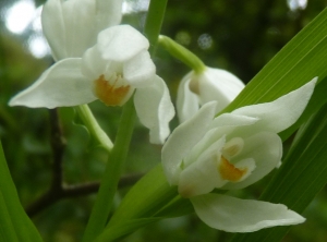 Ans Gorter, le  7 juin 2013 (Roquefixade)