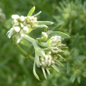 Photographie n°256409 du taxon Dorycnium pentaphyllum Scop.