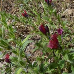 Photographie n°256410 du taxon Echium creticum L. [1753]