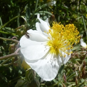 Photographie n°256428 du taxon Helianthemum apenninum (L.) Mill. [1768]