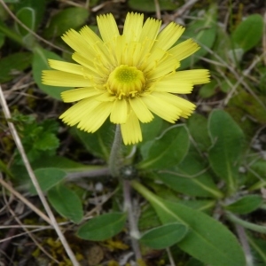 Photographie n°256429 du taxon Hieracium pilosella L. [1753]