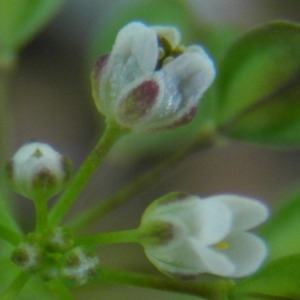 Photographie n°256436 du taxon Kandis perfoliata subsp. perfoliata